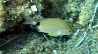 020 Sparaillon (Diplodus annularis)